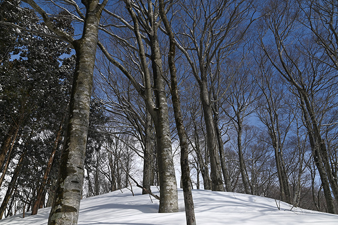 神秘の森が「明るい森」に変わる冬の白神山地